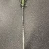 Free Shipping - Used STX CRUX 500 Composite Women's Complete Lacrosse Sticks Lacrosse / Womens Complete Sticks Black 1 Free Shipping - Used STX CRUX 500 Composite Women's Complete Lacrosse Sticks Lacrosse / Womens Complete Sticks Black -Deals lacrosse Store unnamed file 278